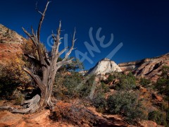 UTAH Zion National Park
